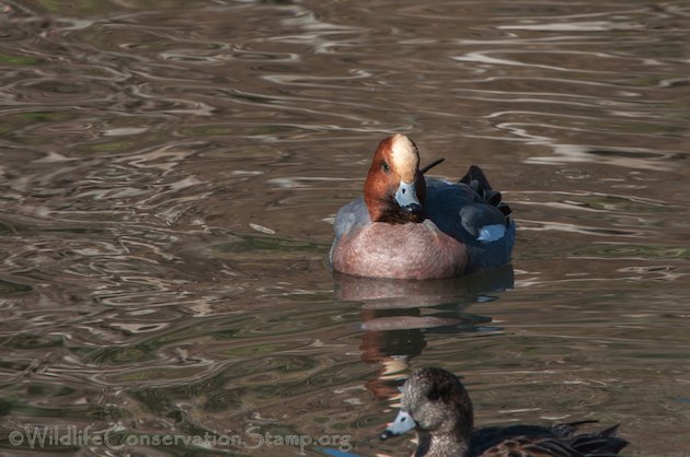 Eurasian Wigeon Drake