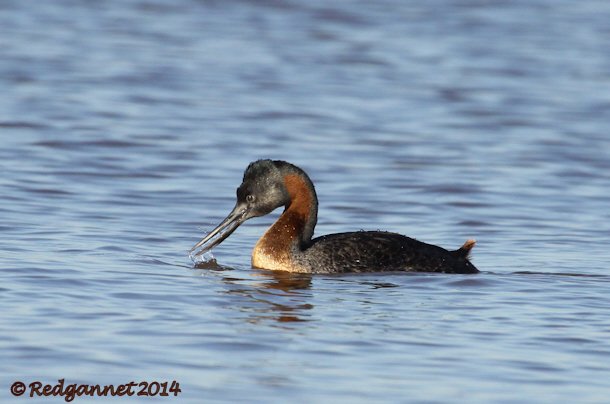 EZE 01June14 Great Grebe 05