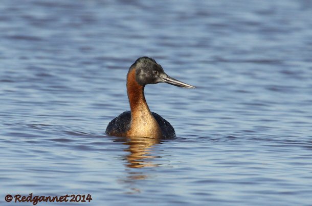 EZE 01June14 Great Grebe 08