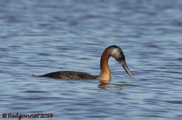 EZE 01June14 Great Grebe 09