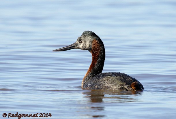 EZE 01June14 Great Grebe 15