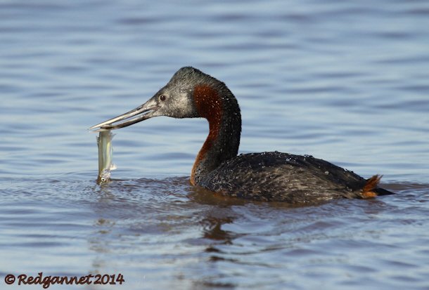 EZE 01June14 Great Grebe 18