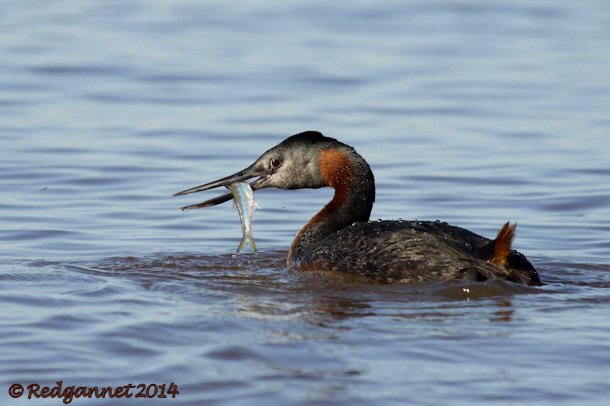 EZE 01June14 Great Grebe 20