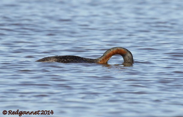 EZE 01June14 Great Grebe 24