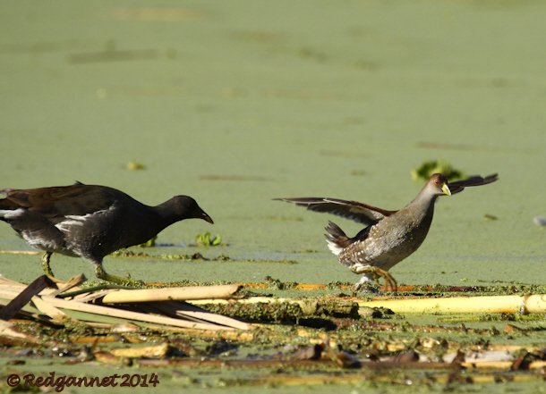 EZE 01June14 Spot-flanked Gallinule 04