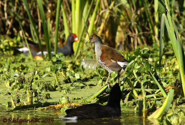 EZE 01June14 Spot-flanked Gallinule 13