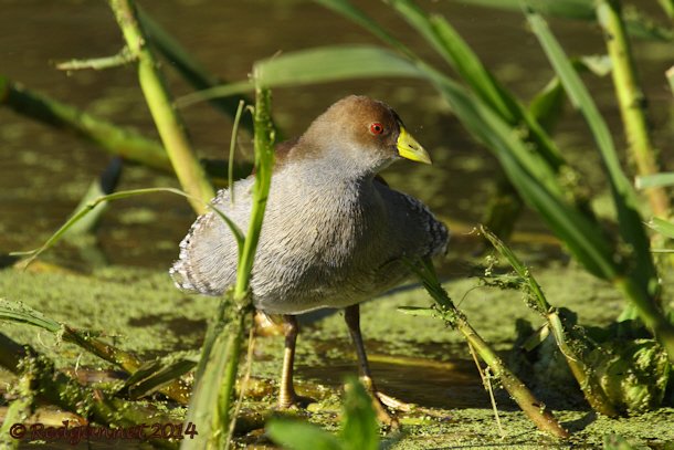 EZE 01June14 Spot-flanked Gallinule 16