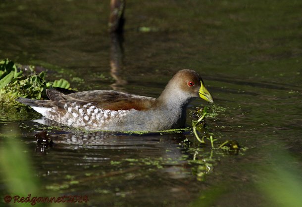 EZE 01June14 Spot-flanked Gallinule 21