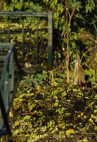 EZE 09May16 King Wood Rail 06