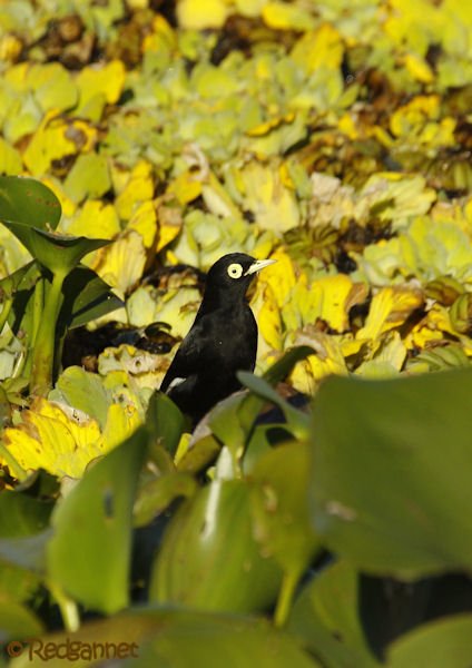 EZE 09May16 Spectacled Tyrant 02