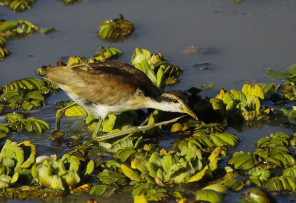 EZE 09May16 Wattled Jacana 08