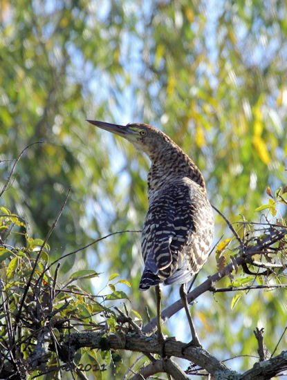 EZE 19May11 Rufescent Tiger-heron 02