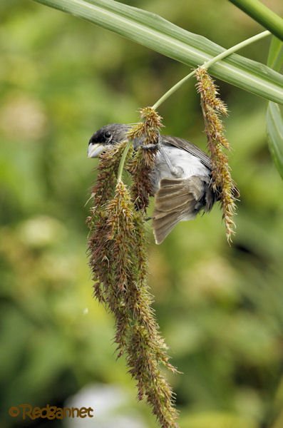 EZE 24Jan16 Double-collared Seedeater 01