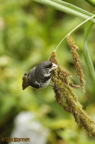 EZE 24Jan16 Double-collared Seedeater 02