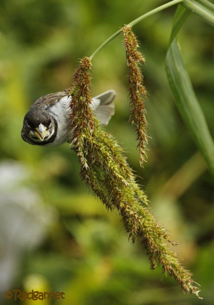 EZE 24Jan16 Double-collared Seedeater 03