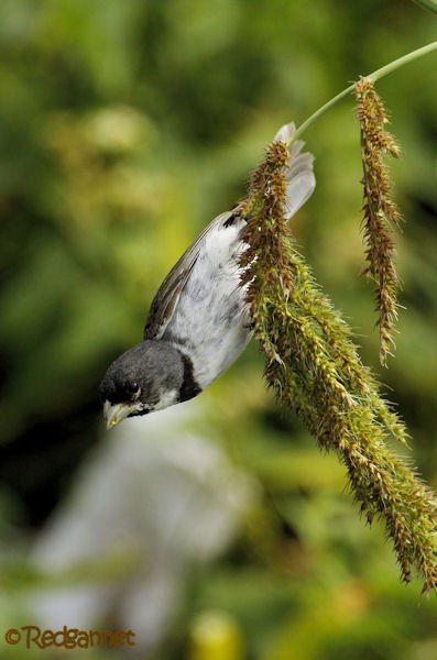 EZE 24Jan16 Double-collared Seedeater 06