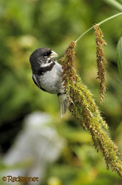 EZE 24Jan16 Double-collared Seedeater 07