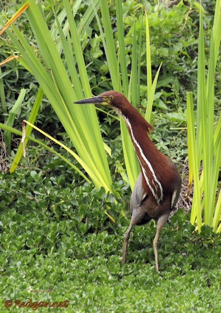 EZE 31Oct15 Rufescent Tiger Heron 02