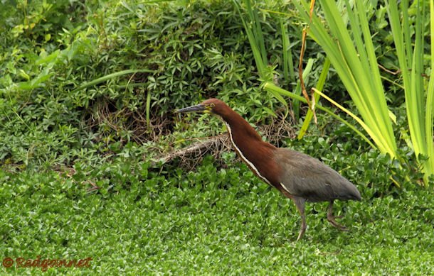 EZE 31Oct15 Rufescent Tiger Heron 03