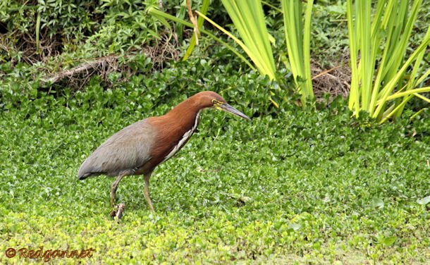 EZE 31Oct15 Rufescent Tiger Heron 04