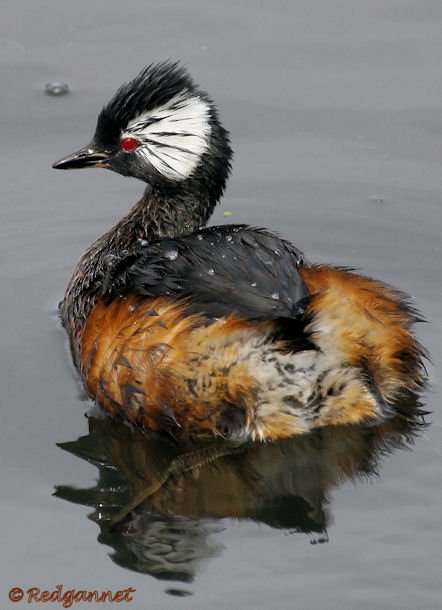 EZE 31Oct15 White-tufted Grebe 03