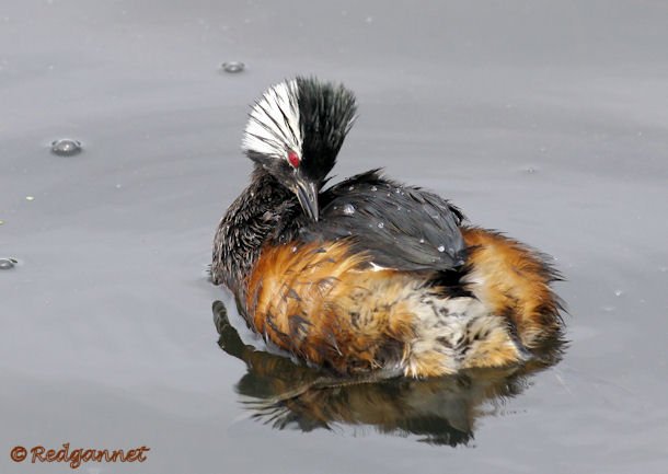 EZE 31Oct15 White-tufted Grebe 04