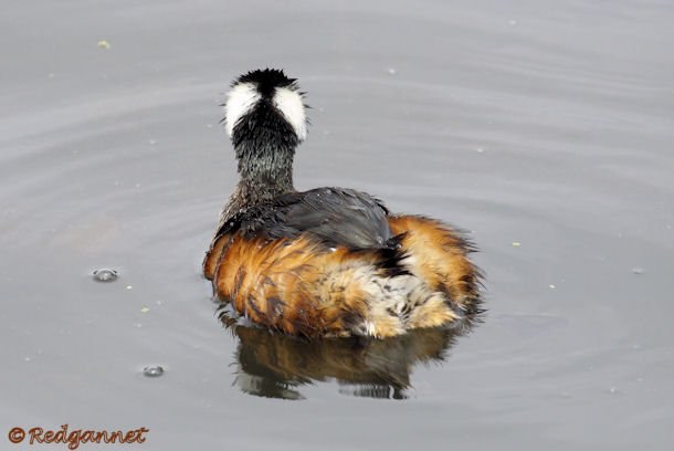 EZE 31Oct15 White-tufted Grebe 05