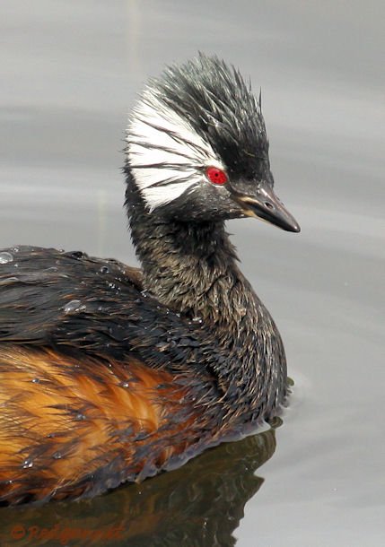 EZE 31Oct15 White-tufted Grebe 08