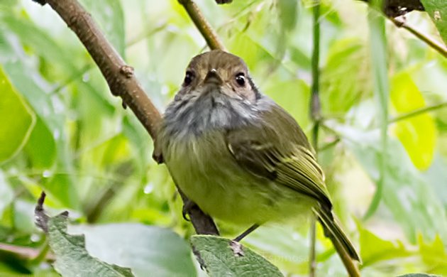 Eared Pigmy-Tyrant