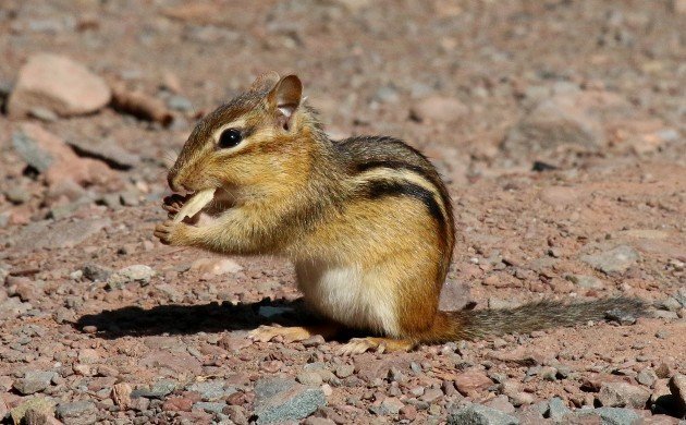 Eastern Chipmunk