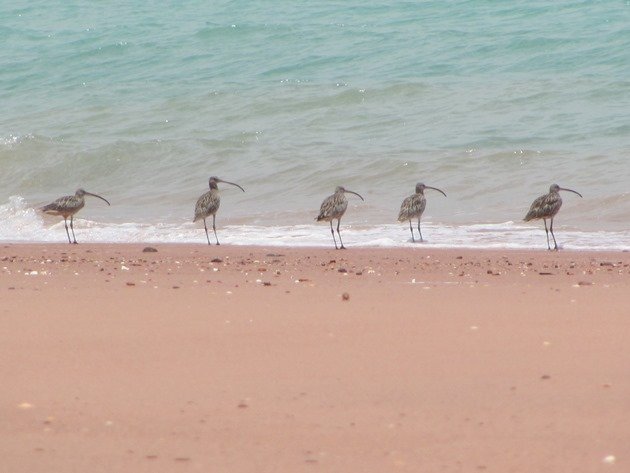 Eastern Curlew