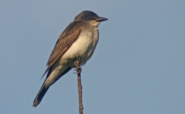 Eastern Kingbird at North Lake