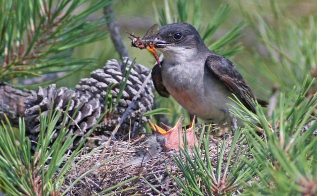 Eastern Kingbird feeding robber fly to nestlings