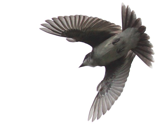 Eastern Kingbird flycatching 2