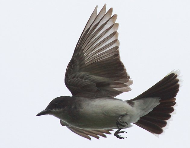Eastern Kingbird flycatching