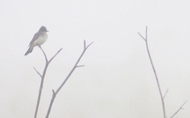 Eastern Kingbird in the fog