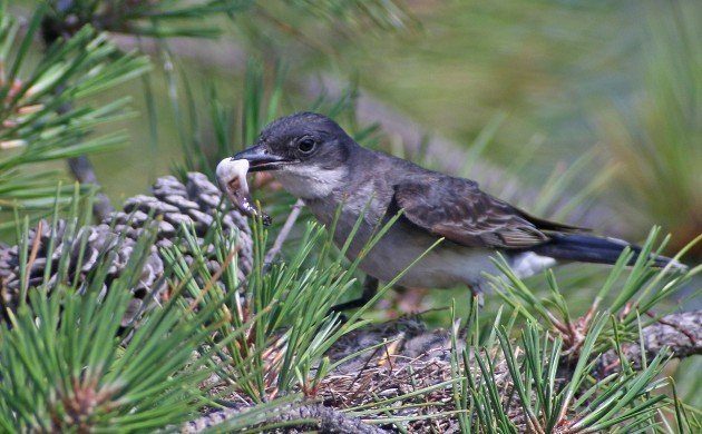 Eastern Kingbird removing a fecal sac