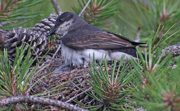 Eastern Kingbird sitting on nest