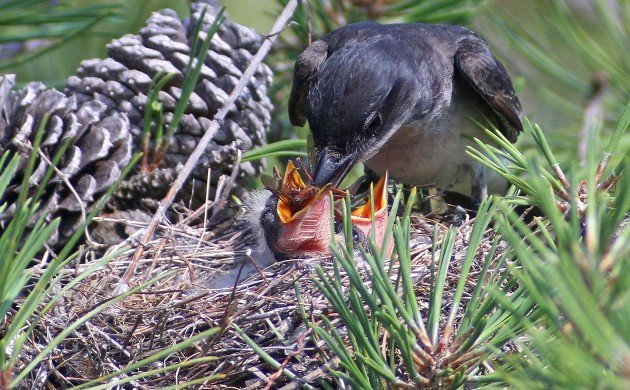 Eastern Kingbird stuffing a robber fly into a nestling's mouth