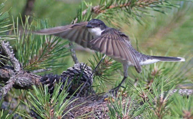 Eastern Kingbird taking off from nest