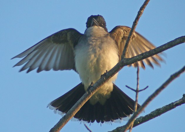 Eastern Kingbird wings spread