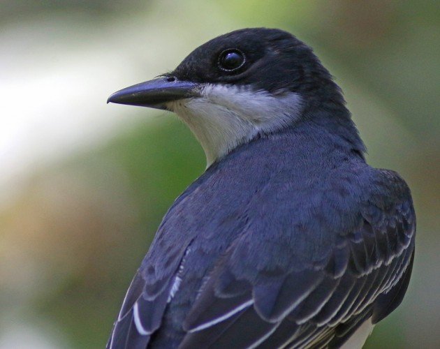 Eastern Kingbird