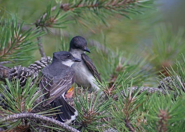 Eastern Kingbirds at nest