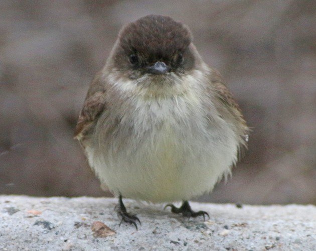 Eastern Phoebe face-on