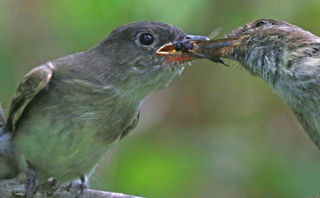Eastern Phoebe feeding fledgling
