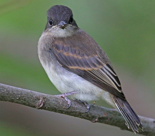 Eastern Phoebe fledgling