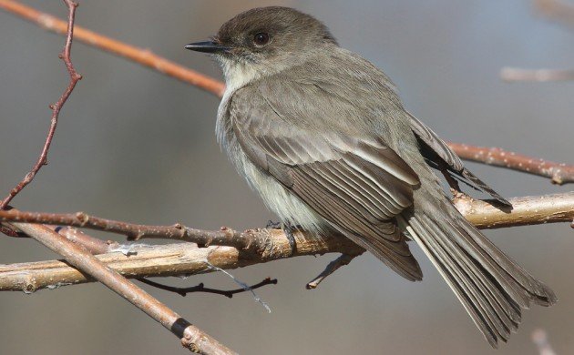 Eastern Phoebe sharp