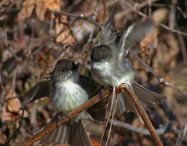 Eastern Phoebes