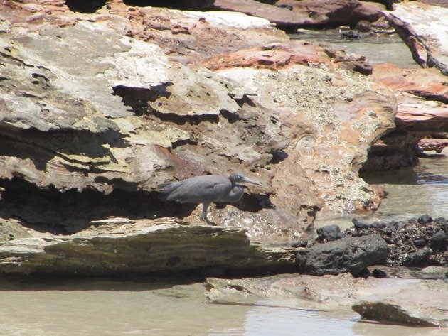 Eastern Reef Egret-grey morph