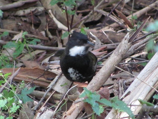 Eastern Whipbird